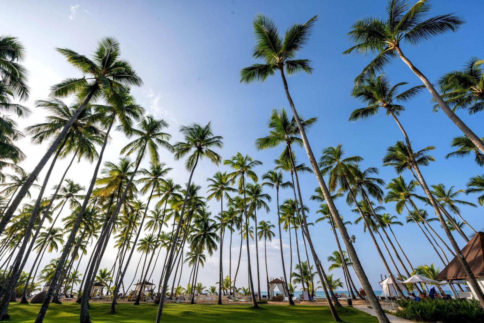 비바 윈덤 V 사마나 - 올 인클루시브, 성인 전용 라스테레나스 외부 사진 Palm trees in Punta Cana